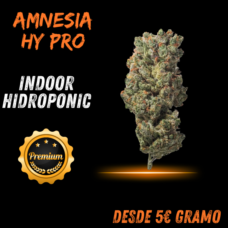 AMNESIA HY PRO CBD